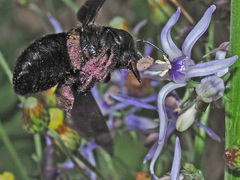 Petromarula pinnata
