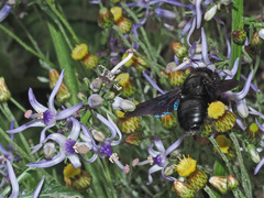 Petromarula pinnata