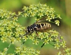 Temnostoma vespiforme