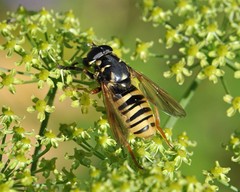 Temnostoma vespiforme