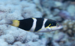 Thalassoma nigrofasciatum
