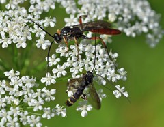 Metopius fuscipennis