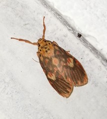 Ammatho cuneonotatus