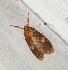 Ammatho cuneonotatus