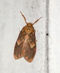 Ammatho cuneonotatus