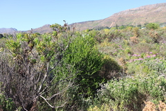 (c) Tony Rebelo, some rights reserved (CC BY-SA) Melaleuca diosmifolia, photograph (c) Tony Rebelo, some rights reserved (CC BY-SA)