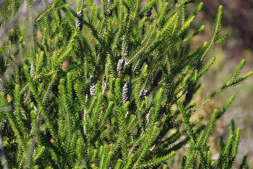 Green Honey Myrtle (Melaleuca diosmifolia)