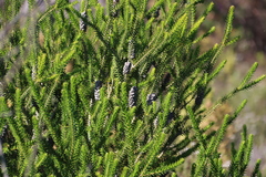Melaleuca diosmifolia