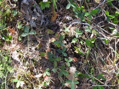 Potentilla montana