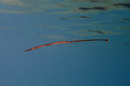 Mes-snuit-zeenaald (Hypselognathus rostratus) — Syngnathidae