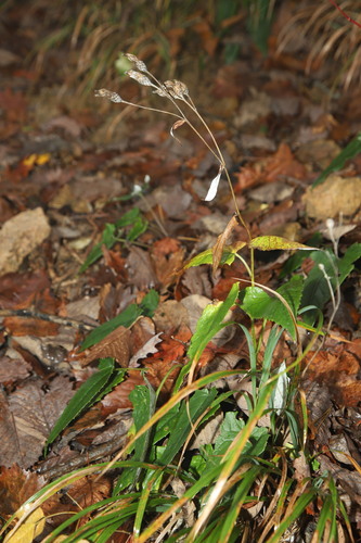 Saussurea gracilis iNat (3)