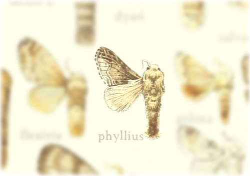 Tolype phyllius