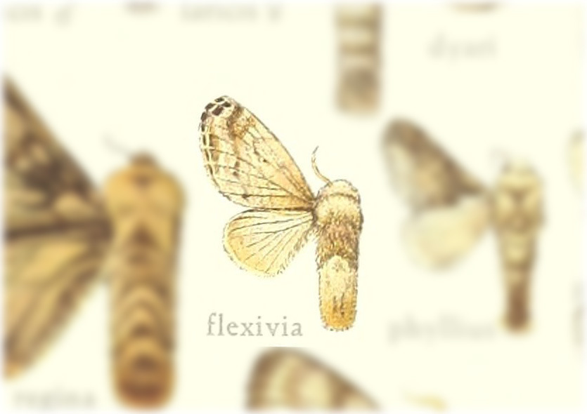 Tolype flexivia