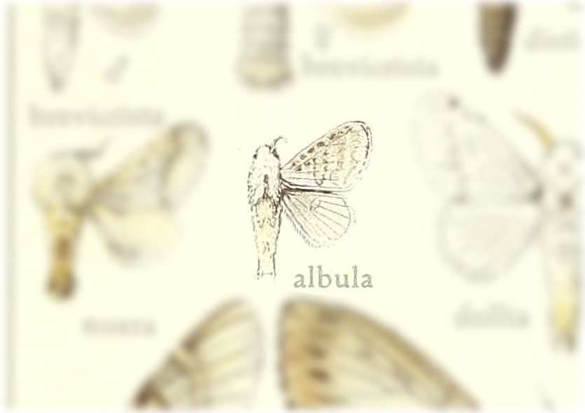 Tolype albula