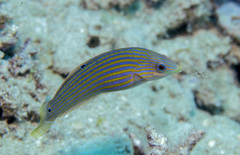 Halichoeres melanurus