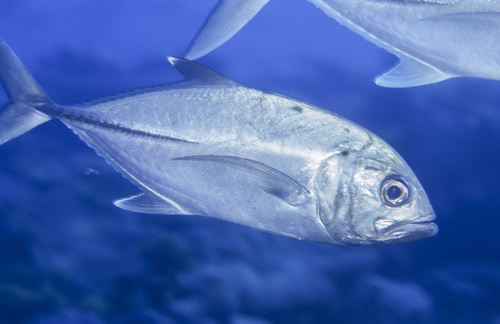 Bigeye Trevally