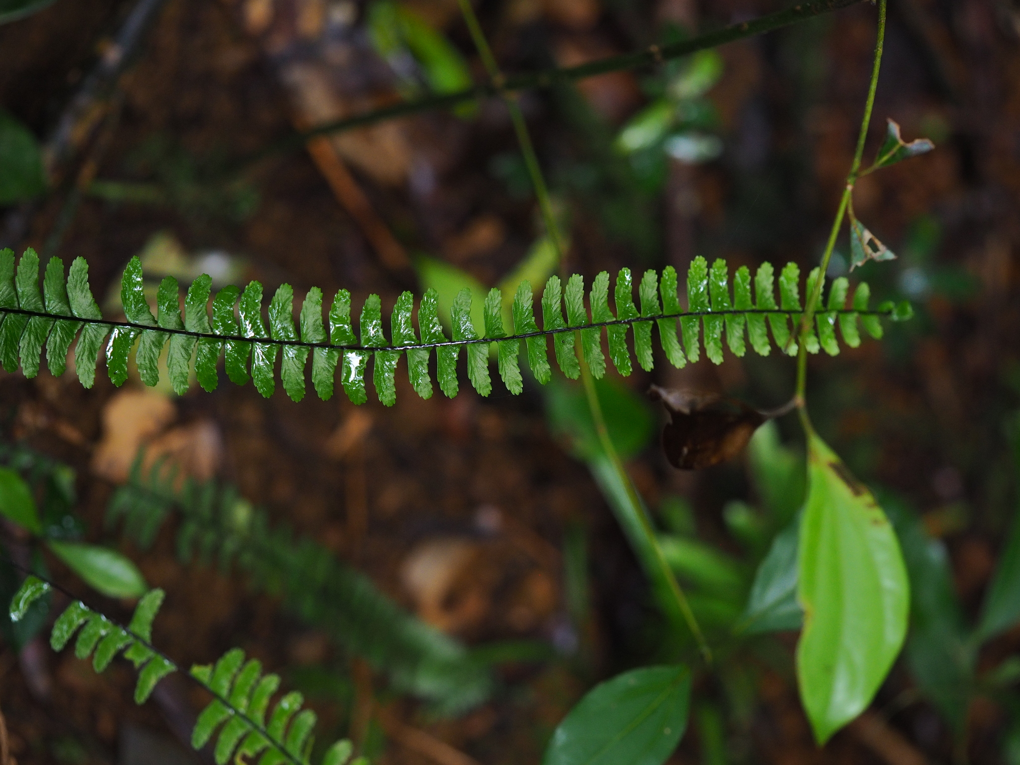 Asplenium normale — ảnh 3