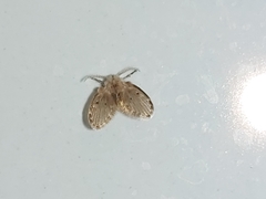 Clogmia albipunctata