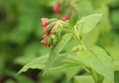 Pulmonaria rubra