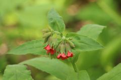 Pulmonaria rubra