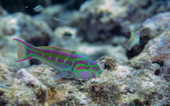 Thalassoma quinquevittatum