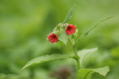 Pulmonaria rubra