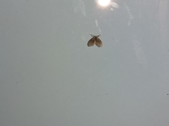 Clogmia albipunctata