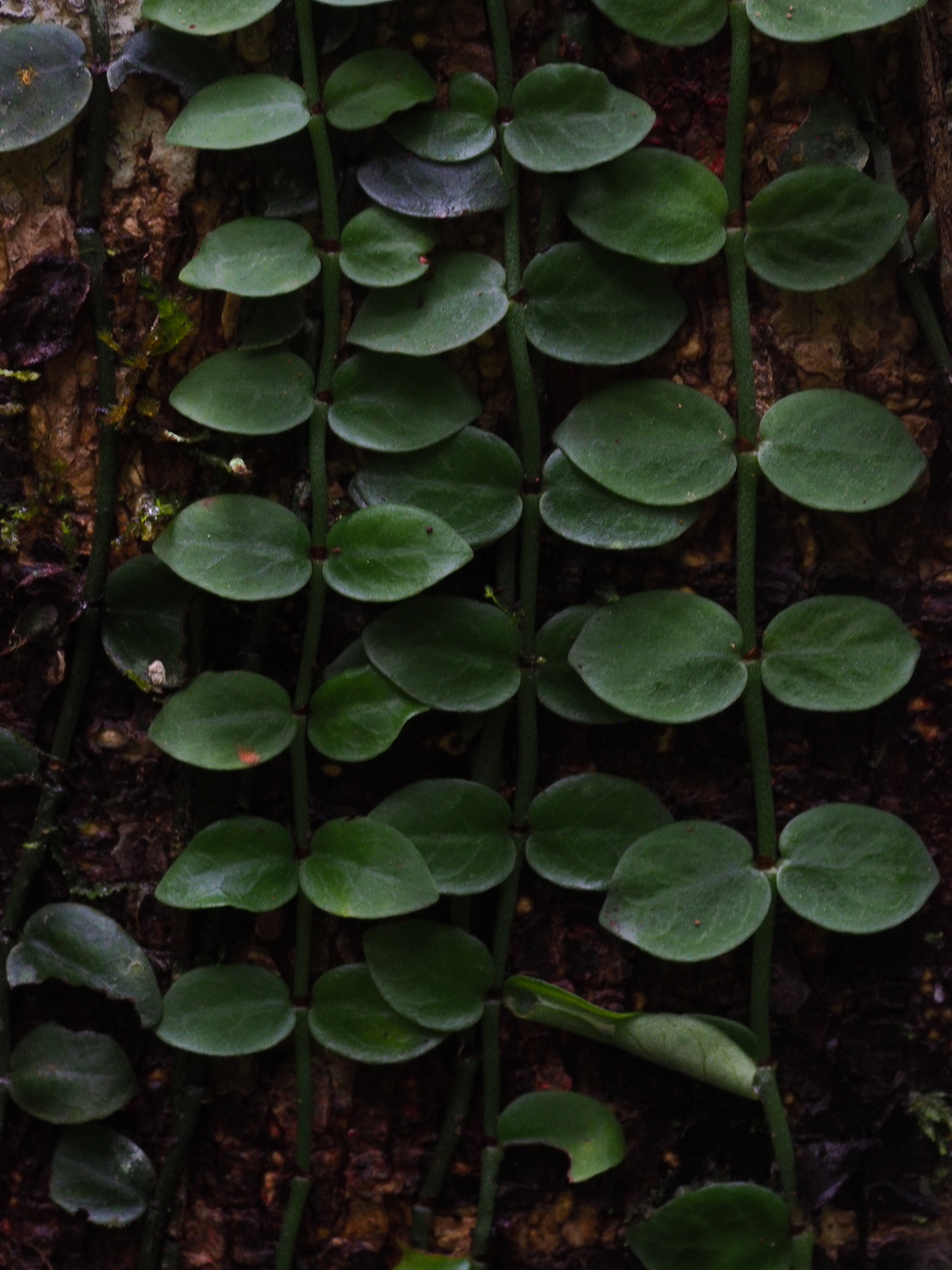 Psychotria serpens — ảnh 3