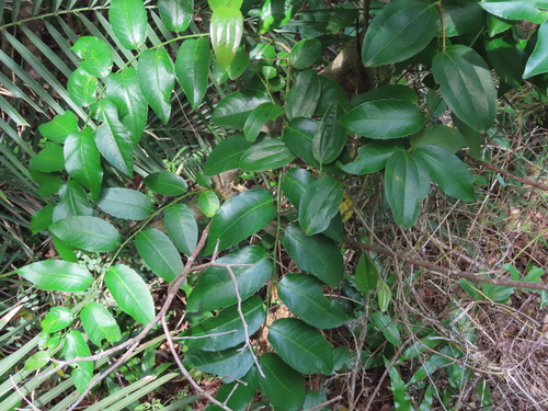 Duiker-berry (Sclerocroton integerrimus)