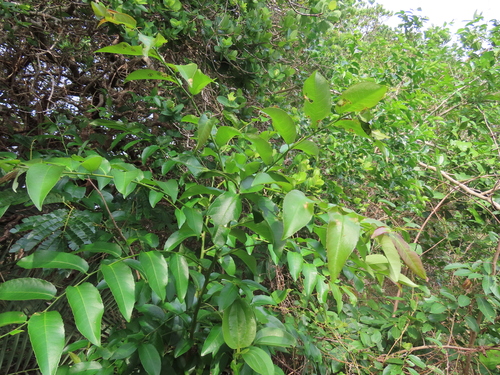 Sclerocroton integerrimus, photograph 5