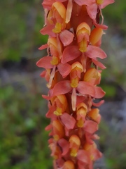 Disa chrysostachya
