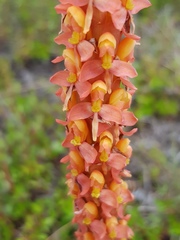 Disa chrysostachya