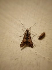 Diasemia grammalis