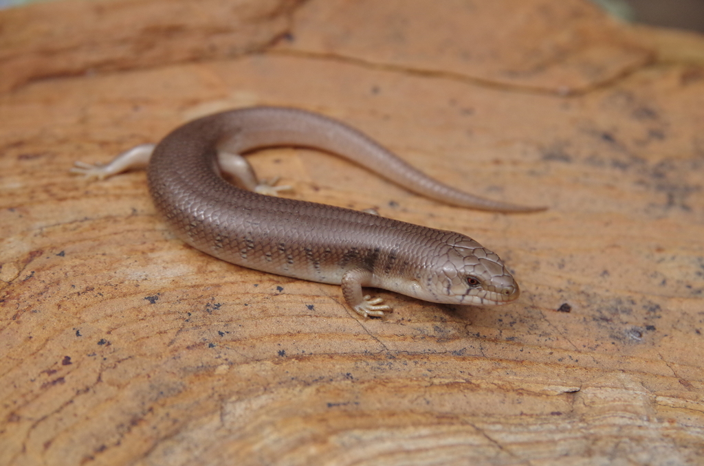 Slender Bluetongue