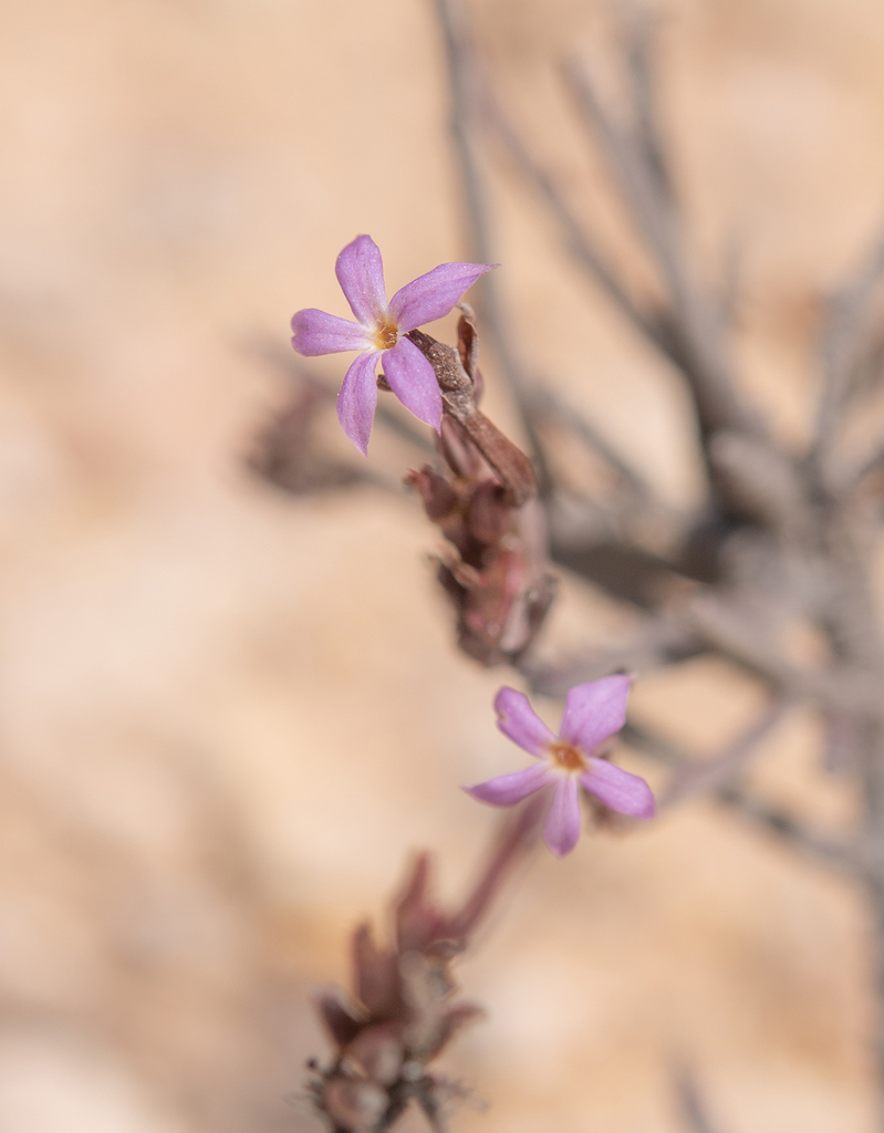 Campylanthus mirandae