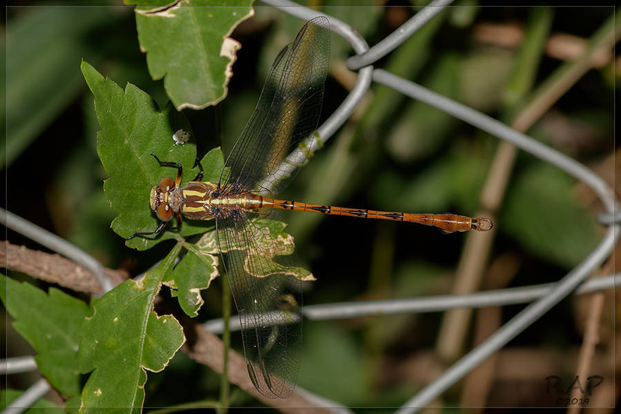Phyllocycla argentina