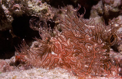 Lacy Scorpionfish photo 2