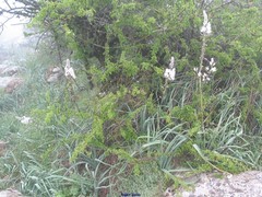 Asphodelus macrocarpus