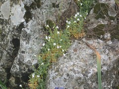 Arenaria grandiflora