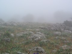 Asphodelus macrocarpus