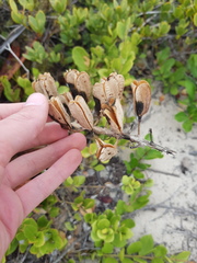 Gasteria acinacifolia