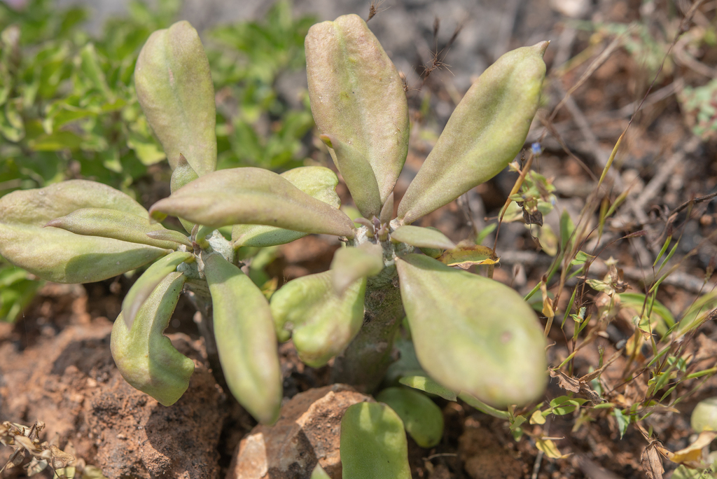 Senecio mweroensis Baker 2
