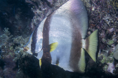 Platax pinnatus