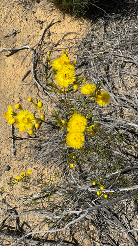 Featherflower