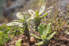 Kleinia saginata, photograph Morten Ross, CC BY, iNaturalist via GBIF