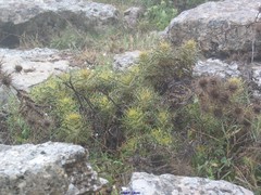 Ptilostemon hispanicus