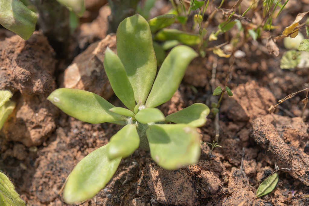 Senecio mweroensis Baker 3