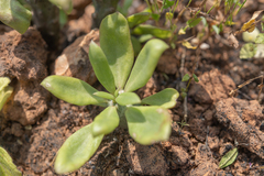 Kleinia saginata, photograph Morten Ross, CC BY, iNaturalist via GBIF