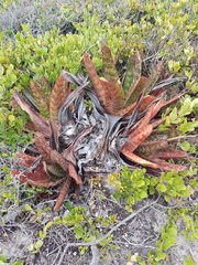 Gasteria acinacifolia