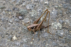 Sepiana sepium